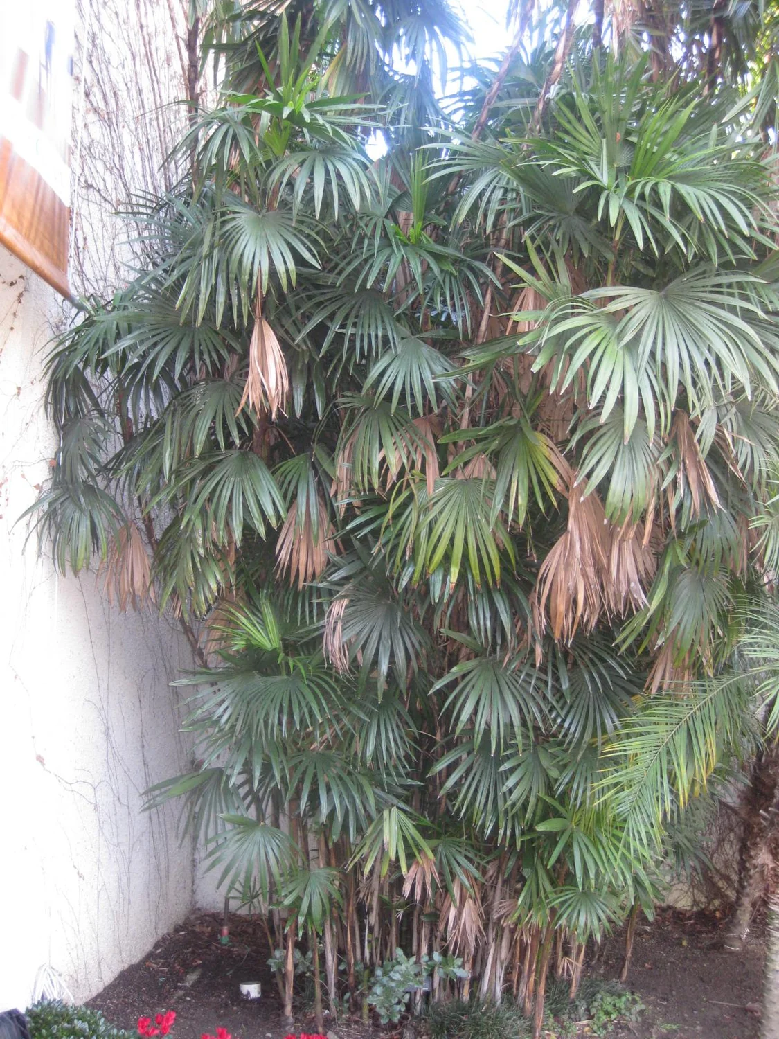 Slender Lady Palm (Rhapis humilis) in a real growing environment