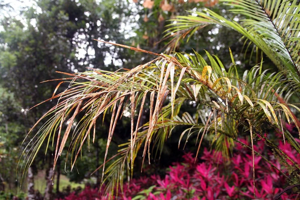 Miniature Coconut Palm (Syagrus weddelliana) in a real growing environment