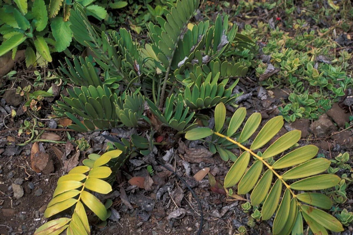 Coontie (Zamia integrifolia) in a real growing environment